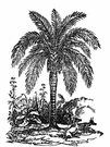 wax-palm.gif