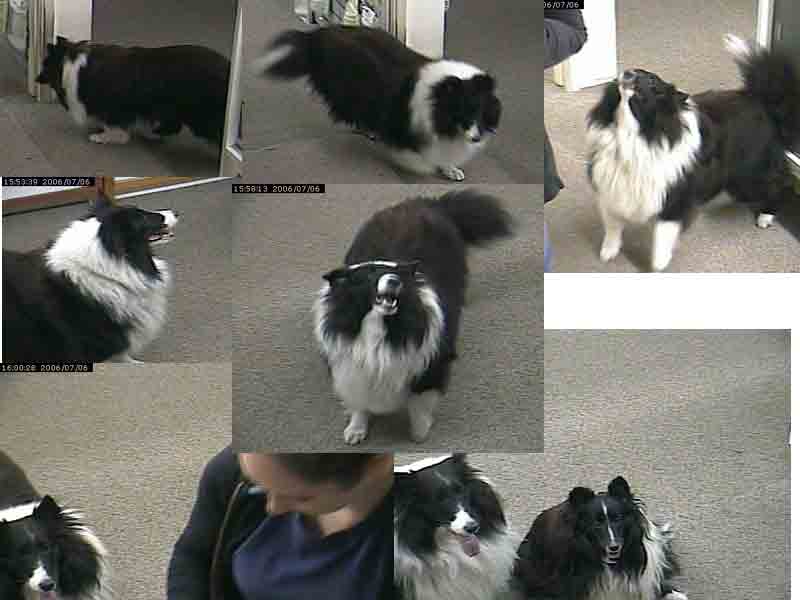shelties-1.jpg